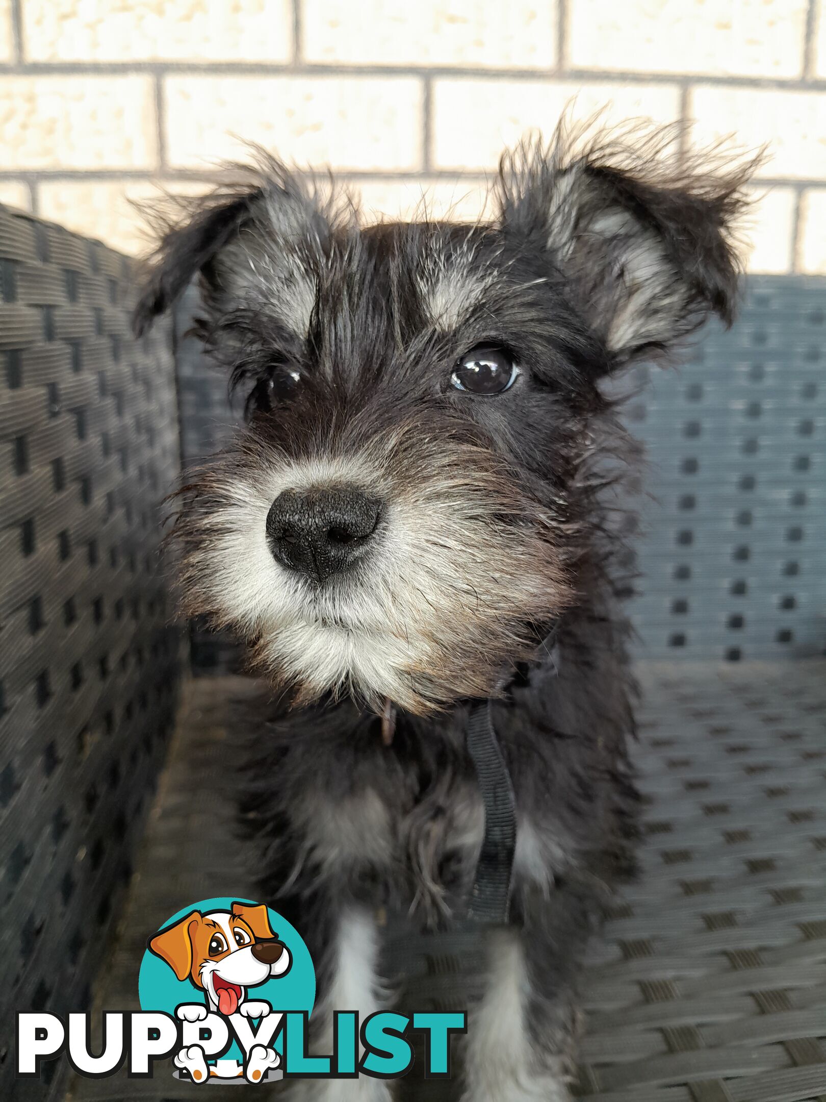 Miniature Schnauzer puppies