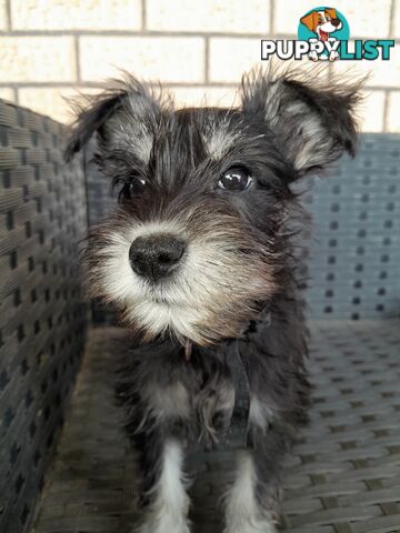 Miniature Schnauzer puppies