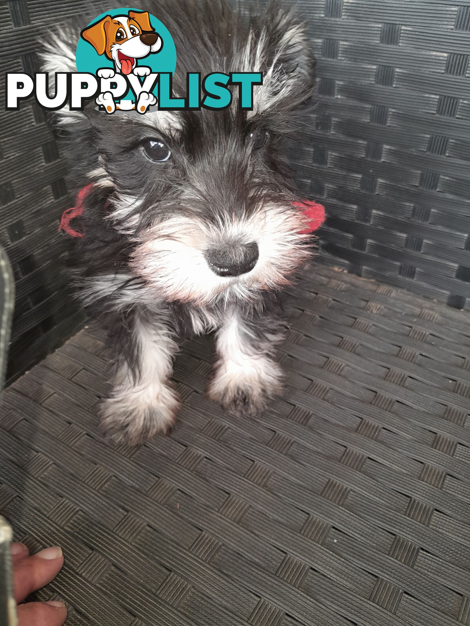 Miniature Schnauzer puppies