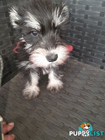 Miniature Schnauzer puppies