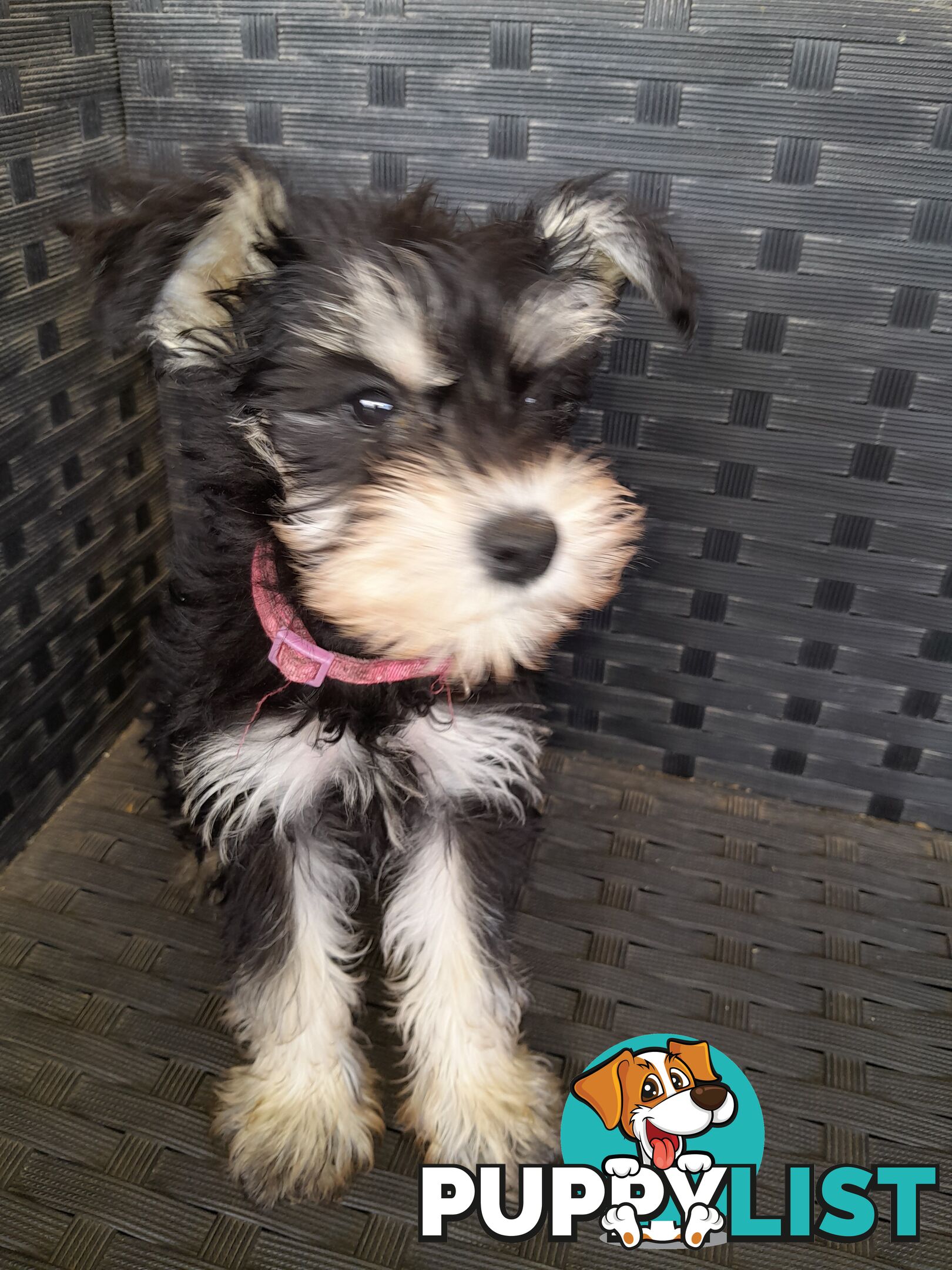 Miniature Schnauzer puppies