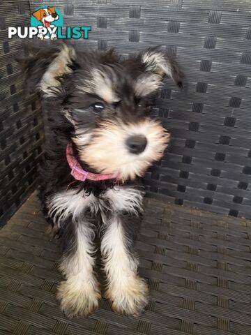 Miniature Schnauzer puppies