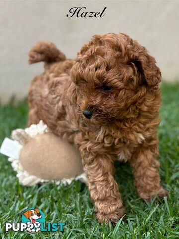 Summer Wonderland Toy Poodle Puppy Collection🐾