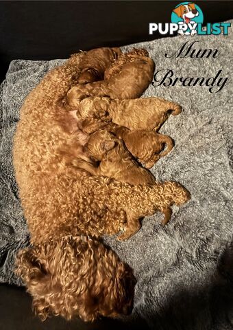 Summer Wonderland Toy Poodle Puppy Collection🐾