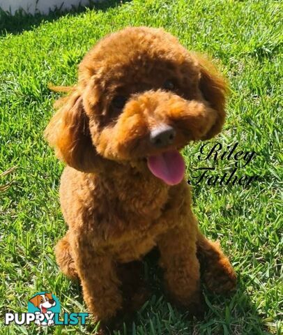 Summer Wonderland Toy Poodle Puppy Collection🐾