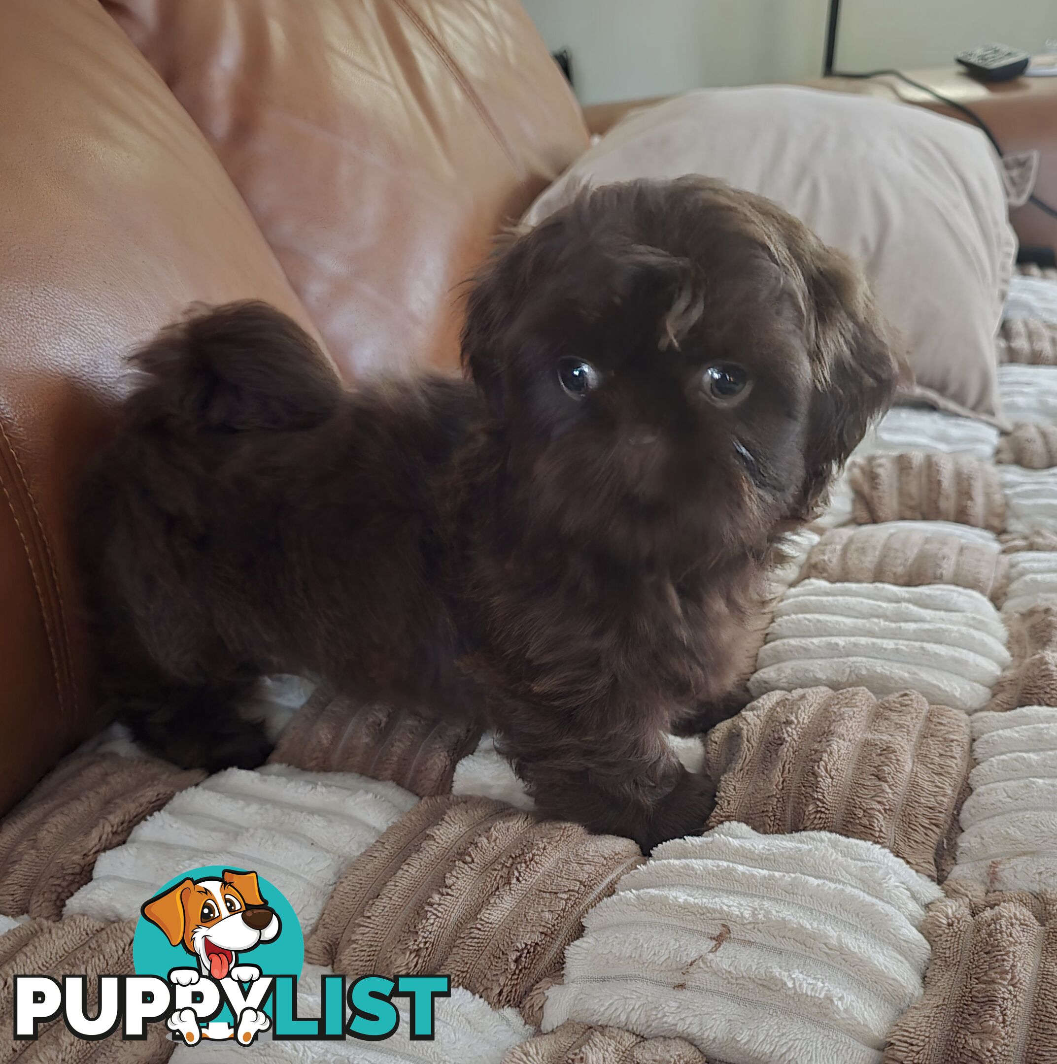 purebred shih tzu ready now!