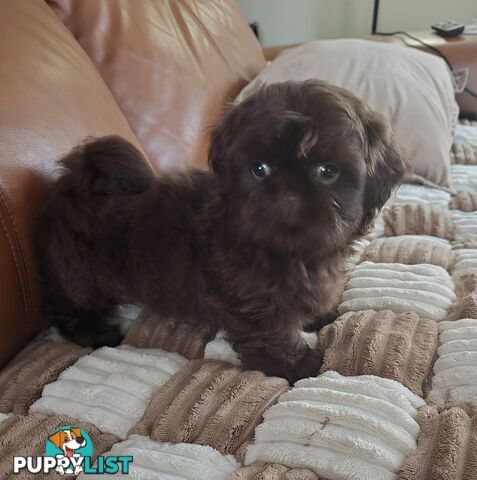 purebred shih tzu ready now!