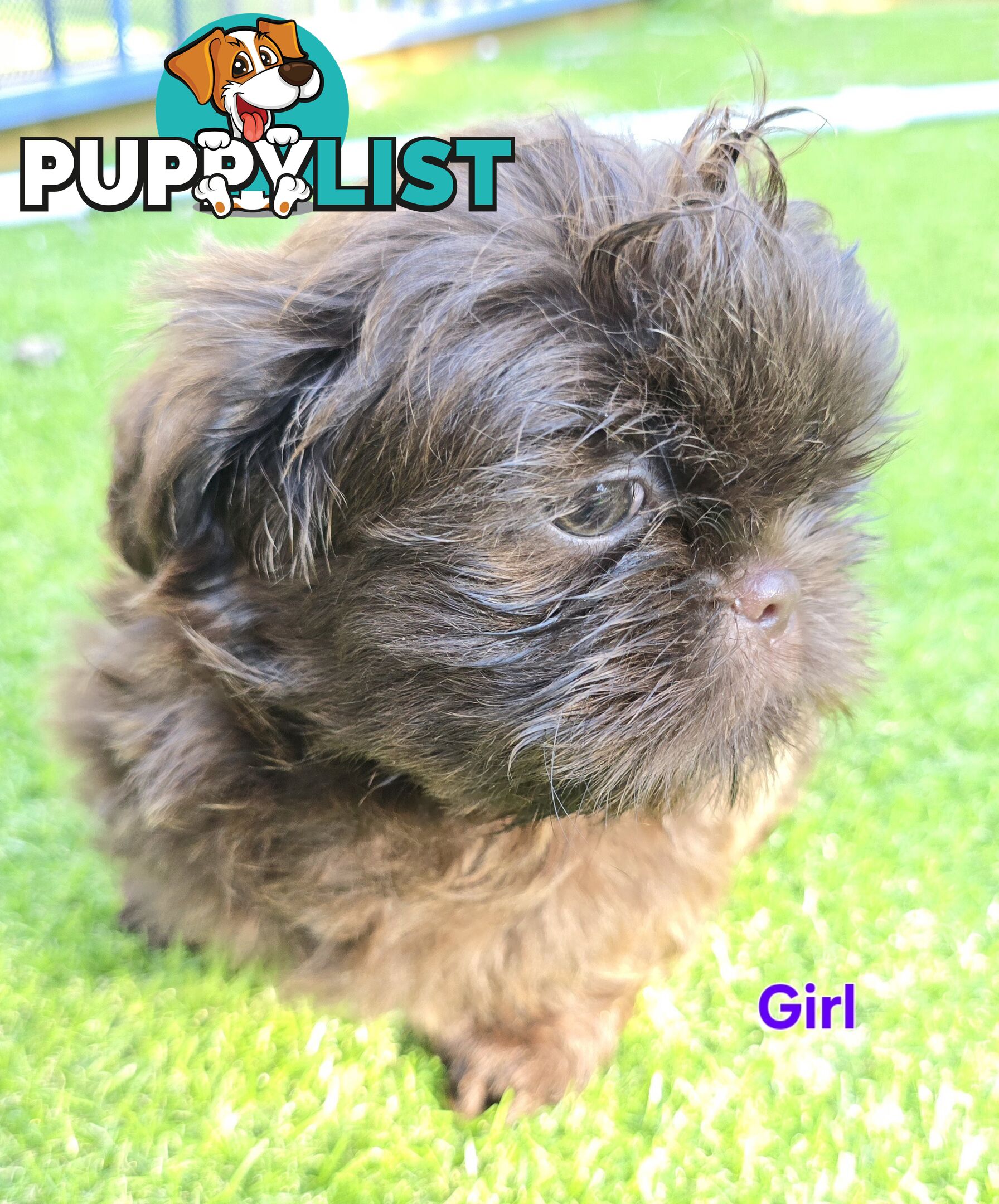 purebred shih tzu ready now!