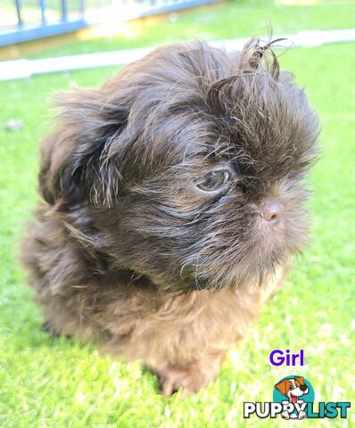 purebred shih tzu ready now!