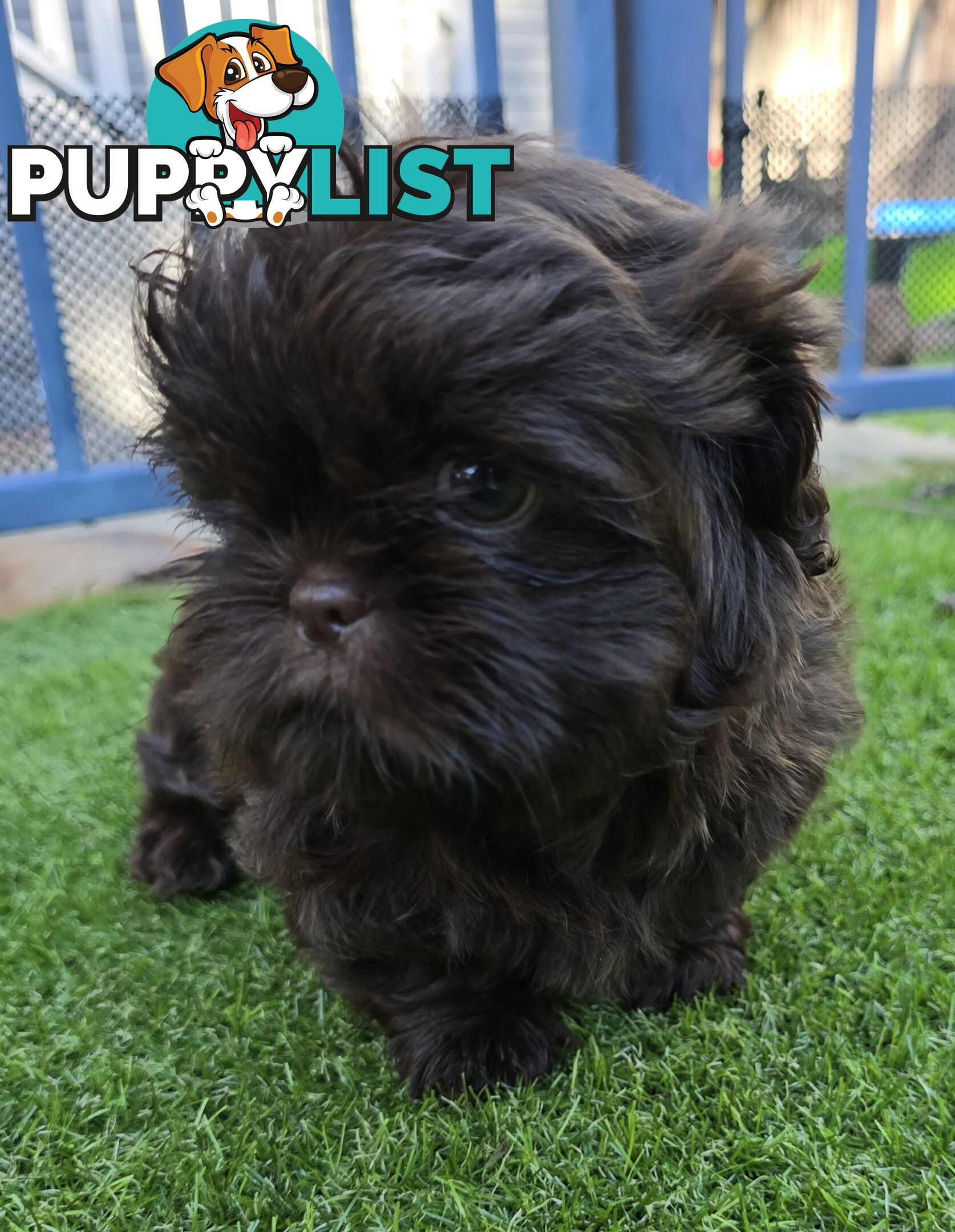 purebred shih tzu ready now!