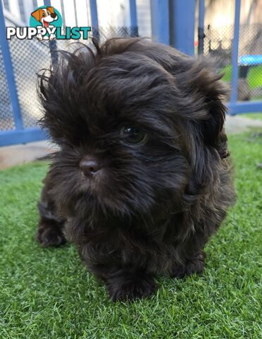 purebred shih tzu ready now!