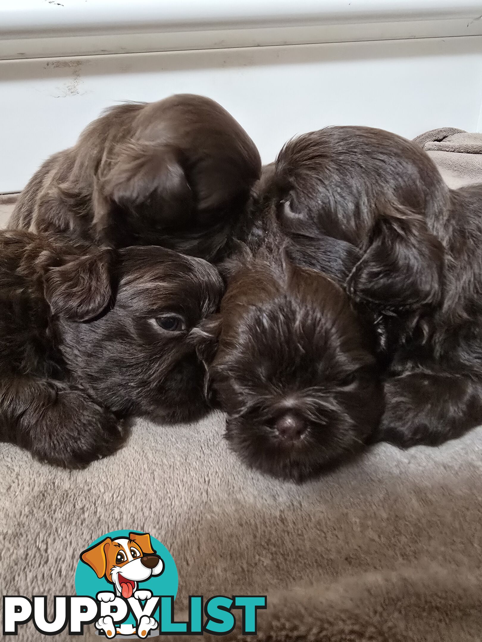 purebred shih tzu ready now!