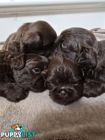 purebred shih tzu ready now!