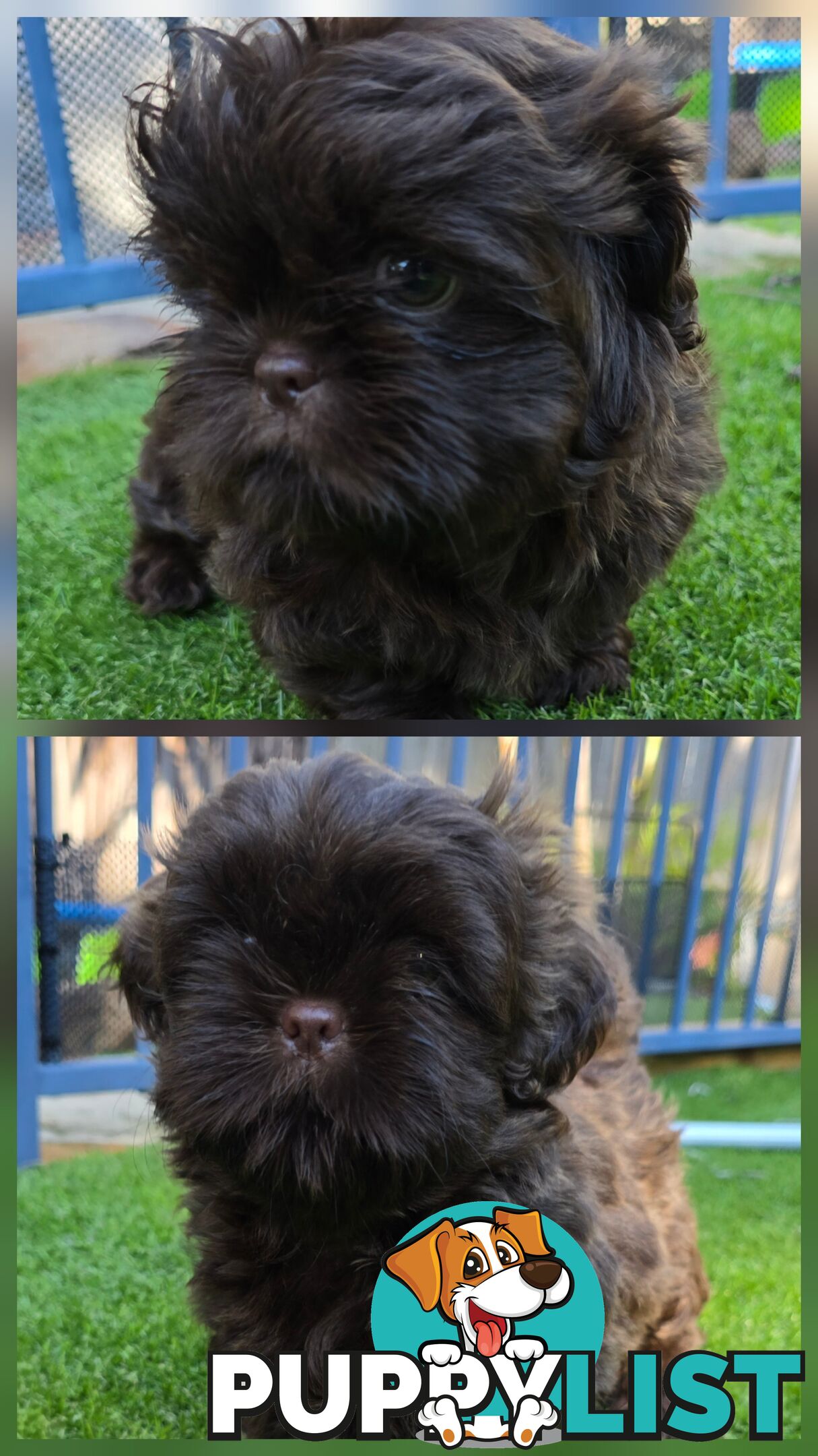 purebred shih tzu ready now!