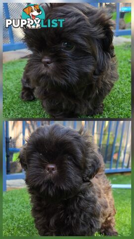 purebred shih tzu ready now!