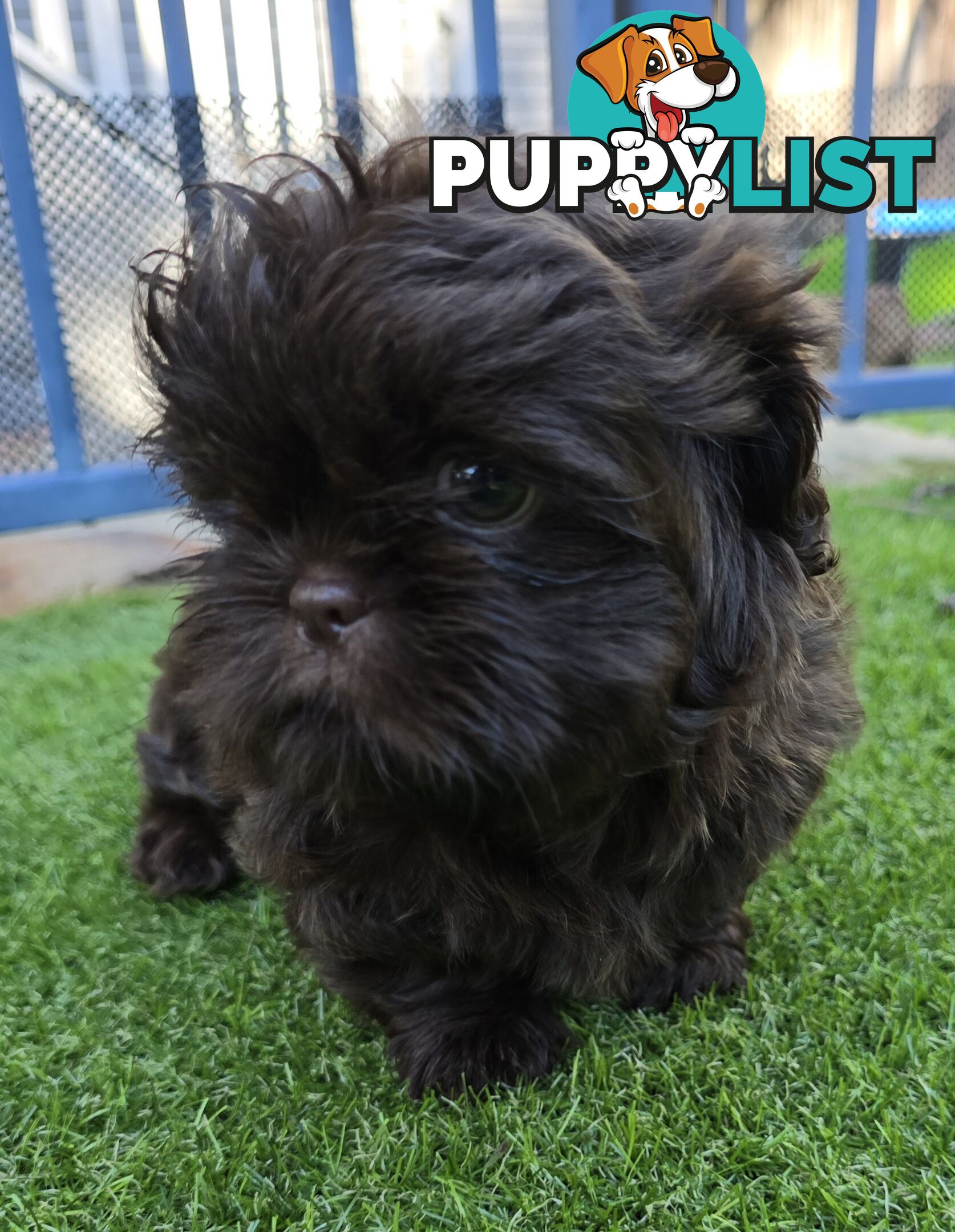 purebred shih tzu ready now!