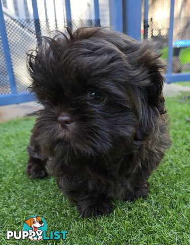 purebred shih tzu ready now!