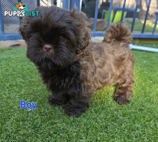 purebred shih tzu ready now!