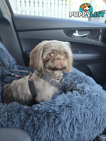 purebred shih tzu ready now!