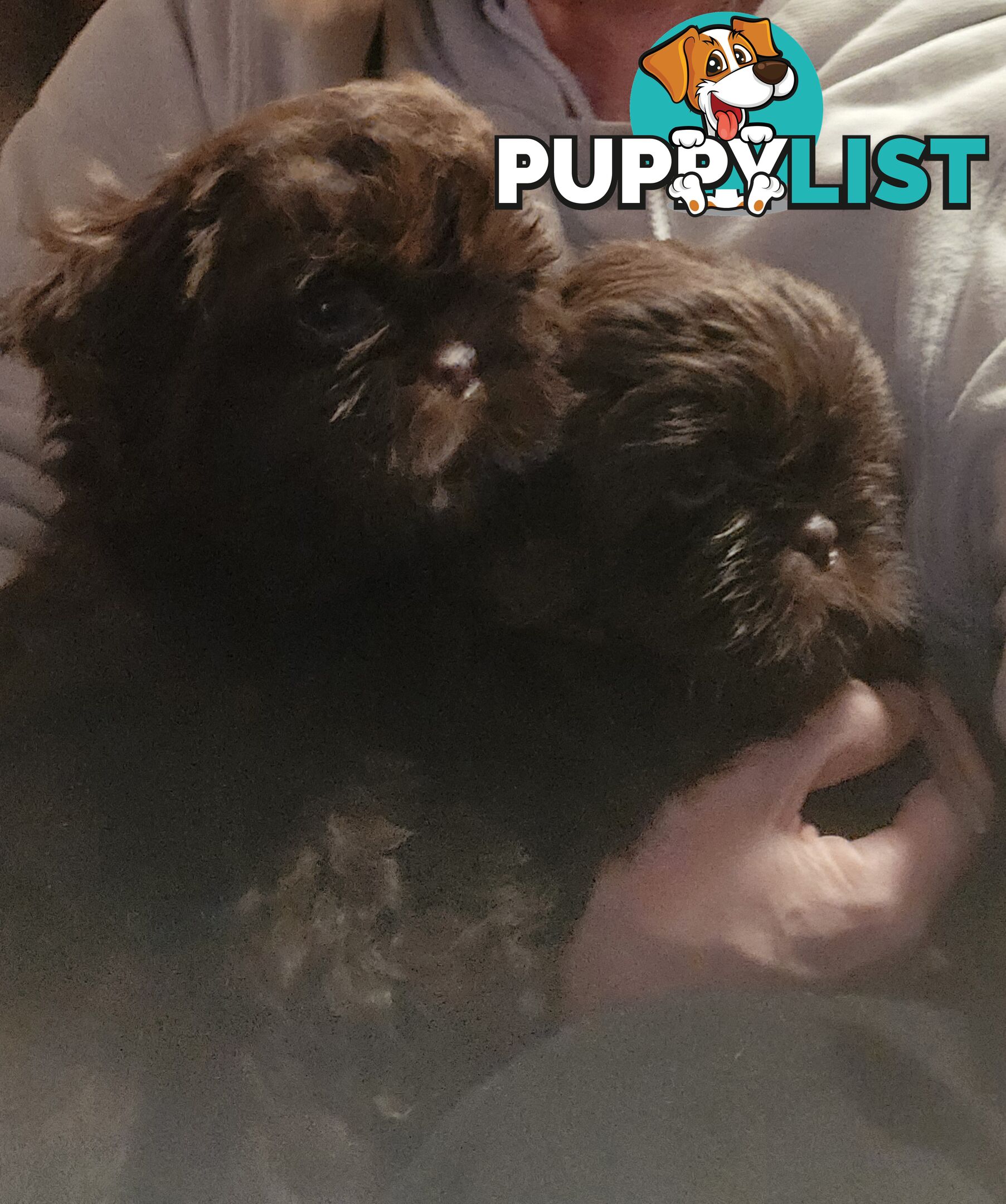purebred shih tzu ready now!