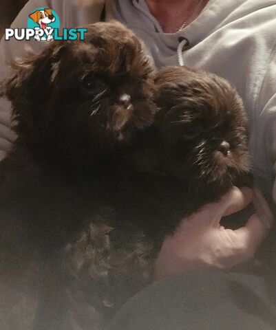 purebred shih tzu ready now!