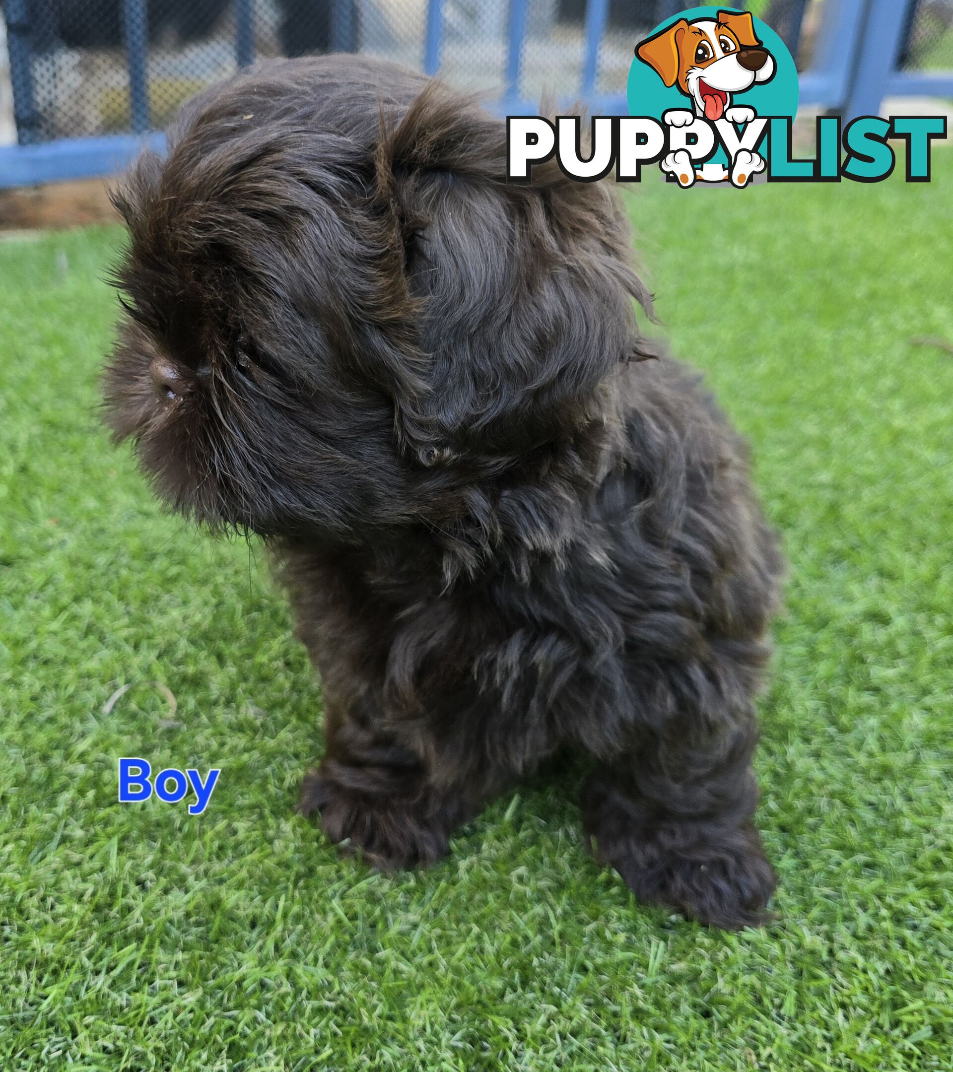 purebred shih tzu ready now!