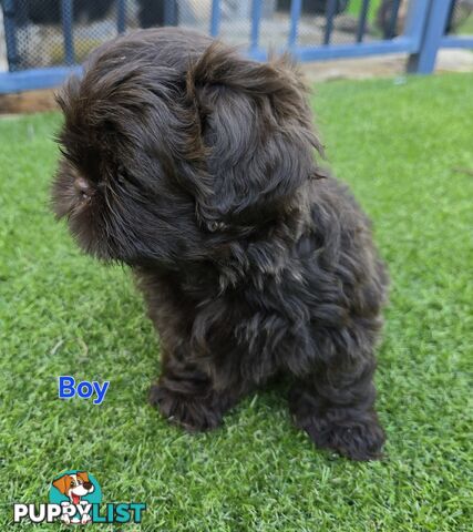 purebred shih tzu ready now!