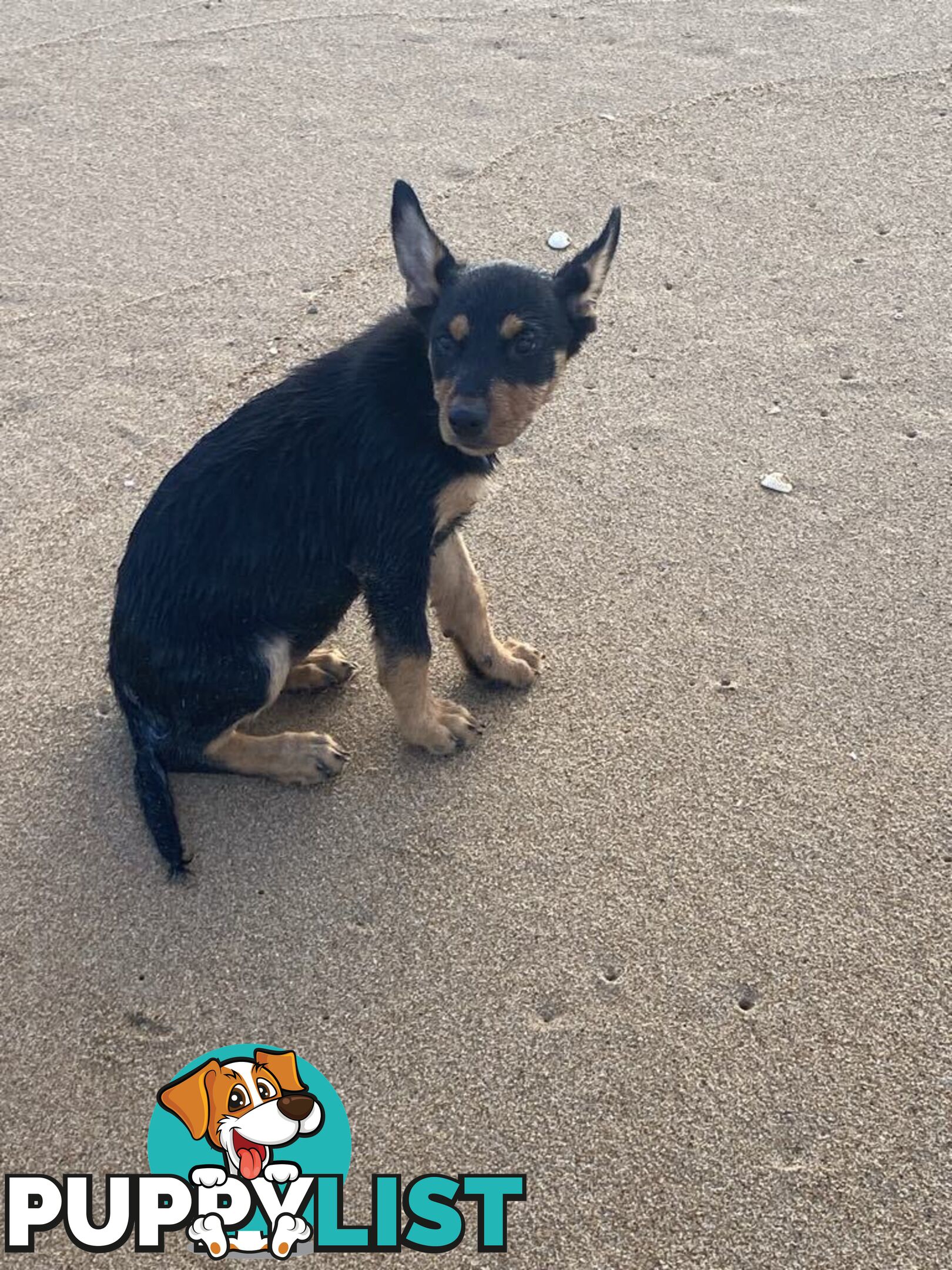 Purebred Australian Kelpie Puppies