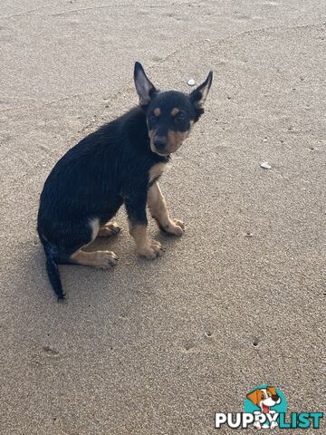 Purebred Australian Kelpie Puppies