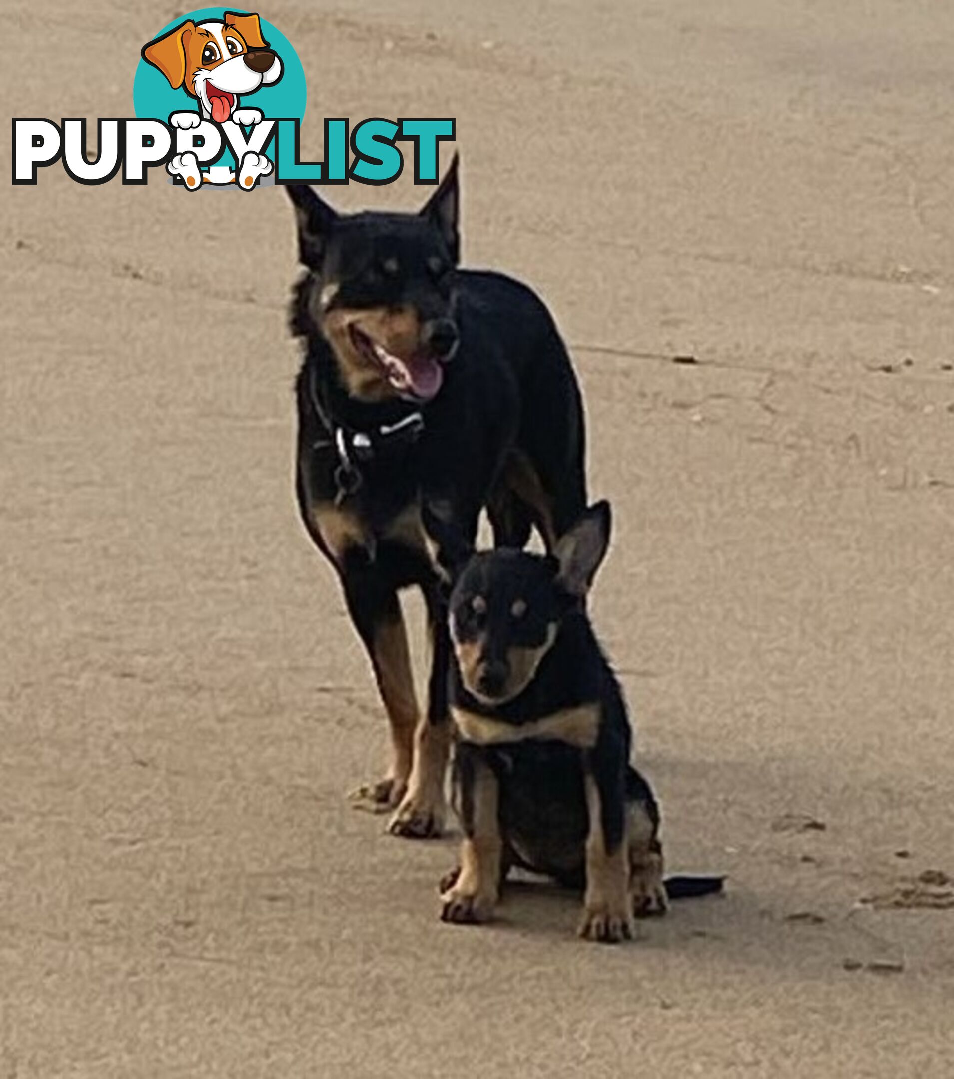 Purebred Australian Kelpie Puppies