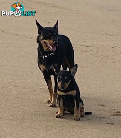 Purebred Australian Kelpie Puppies