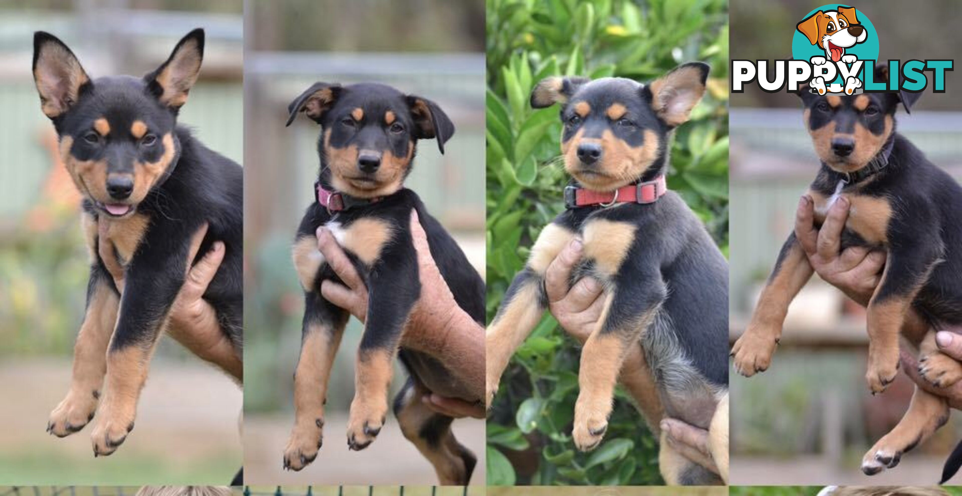 Purebred Australian Kelpie Puppies