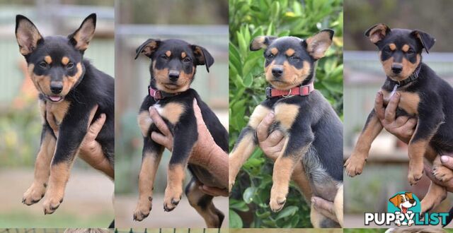 Purebred Australian Kelpie Puppies