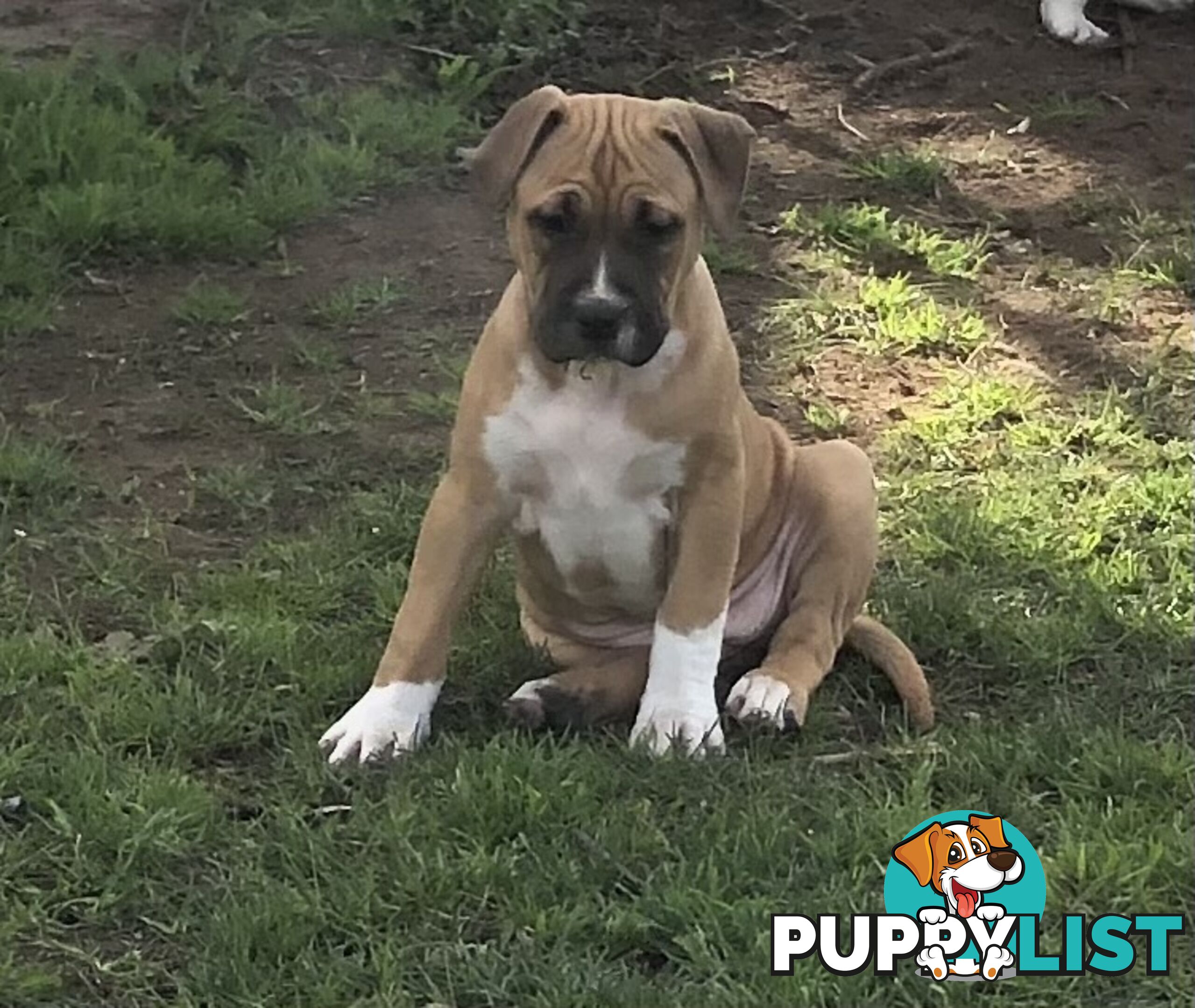 Pedigree American staffy pups ( Amstaff)