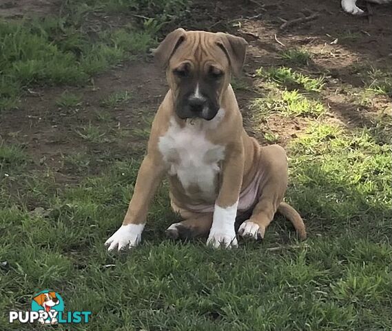 Pedigree American staffy pups ( Amstaff)