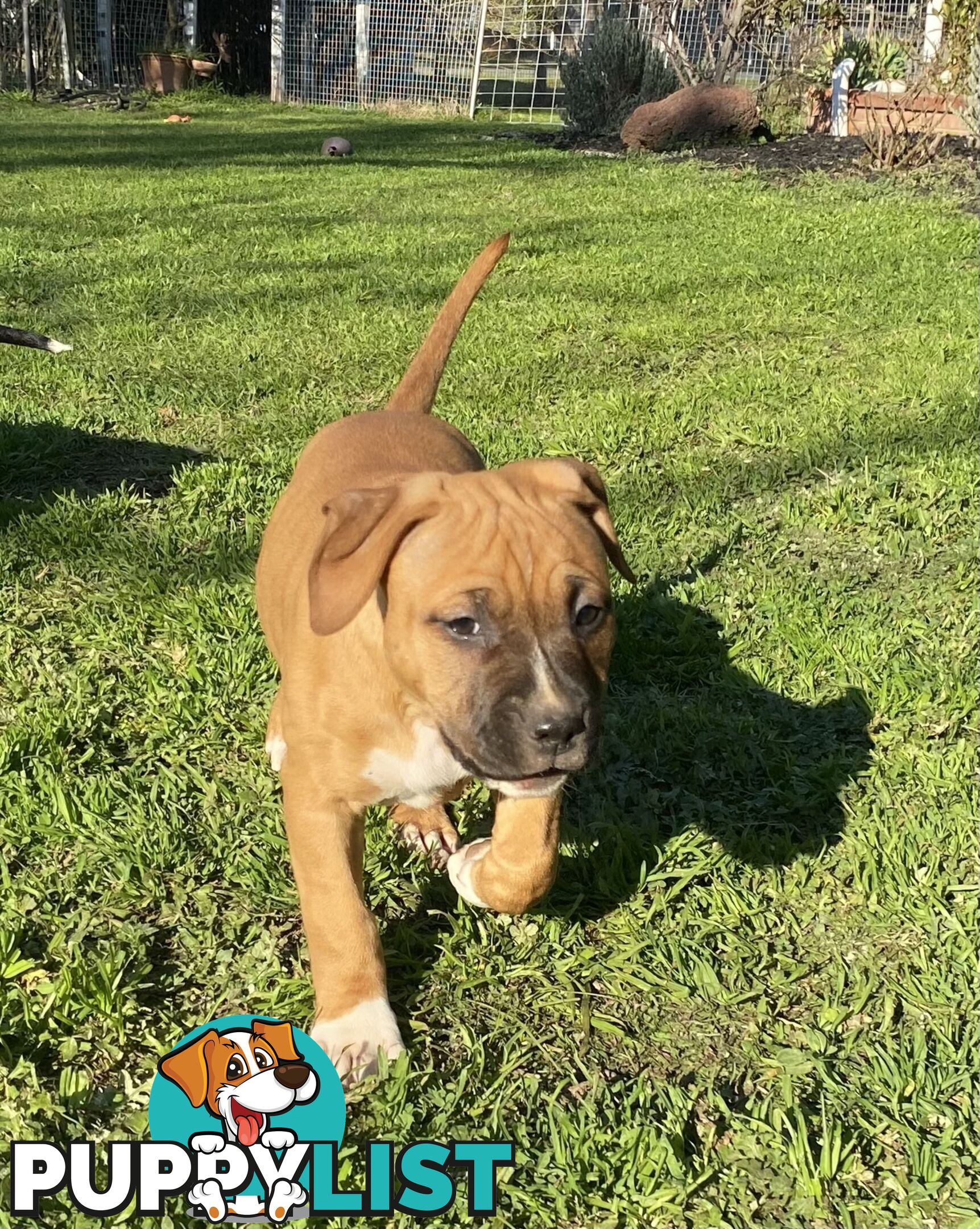 Pedigree American staffy pups ( Amstaff)