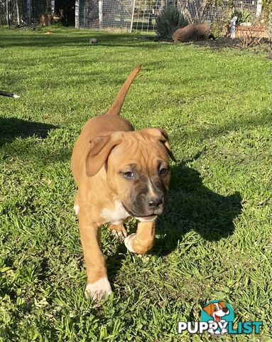 Pedigree American staffy pups ( Amstaff)