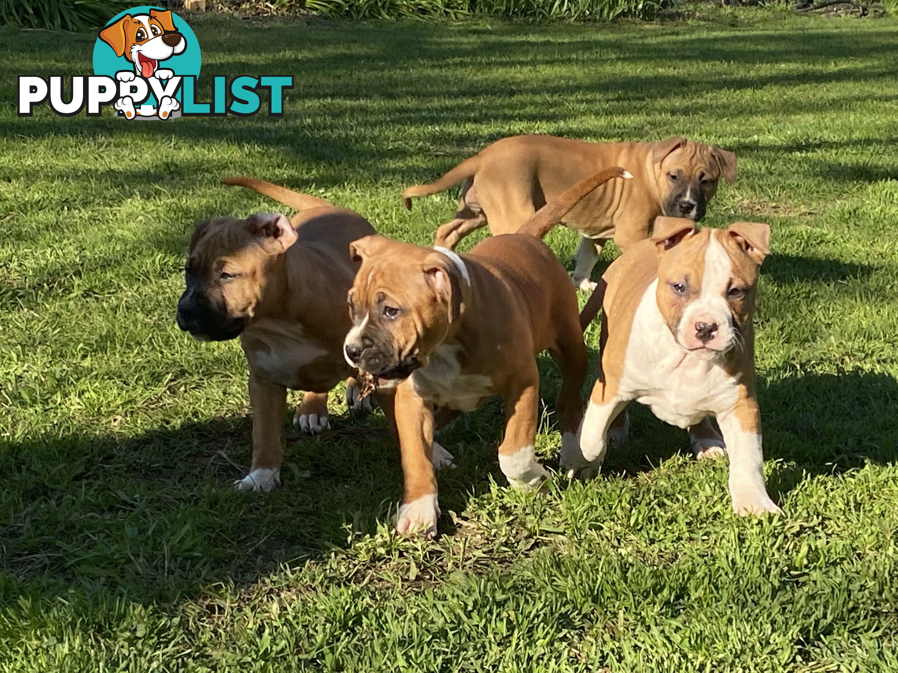 Pedigree American staffy pups ( Amstaff)