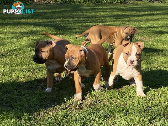 Pedigree American staffy pups ( Amstaff)