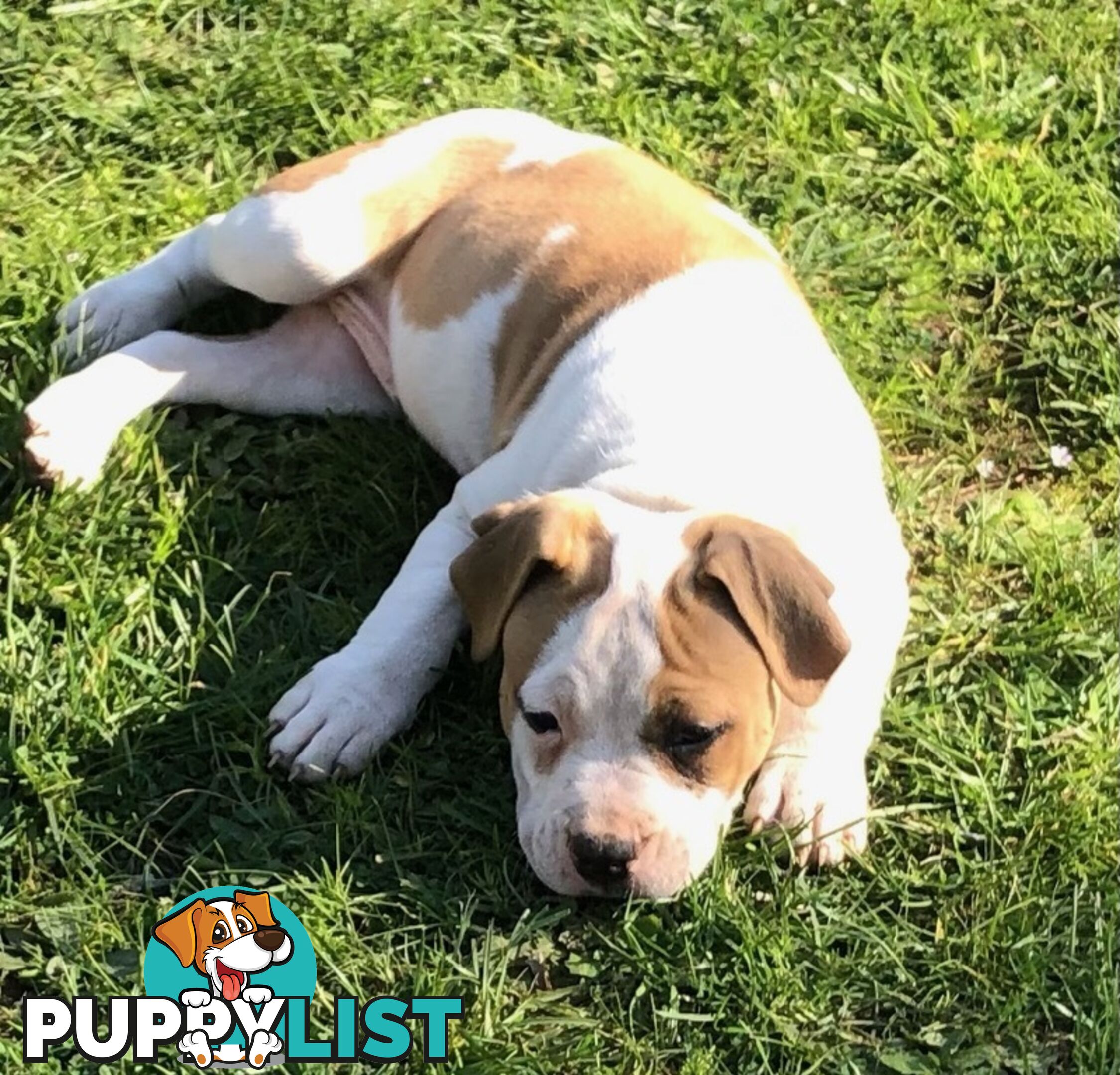 Pedigree American staffy pups ( Amstaff)