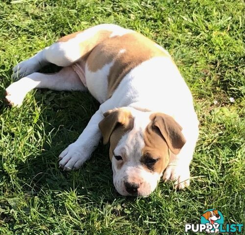 Pedigree American staffy pups ( Amstaff)