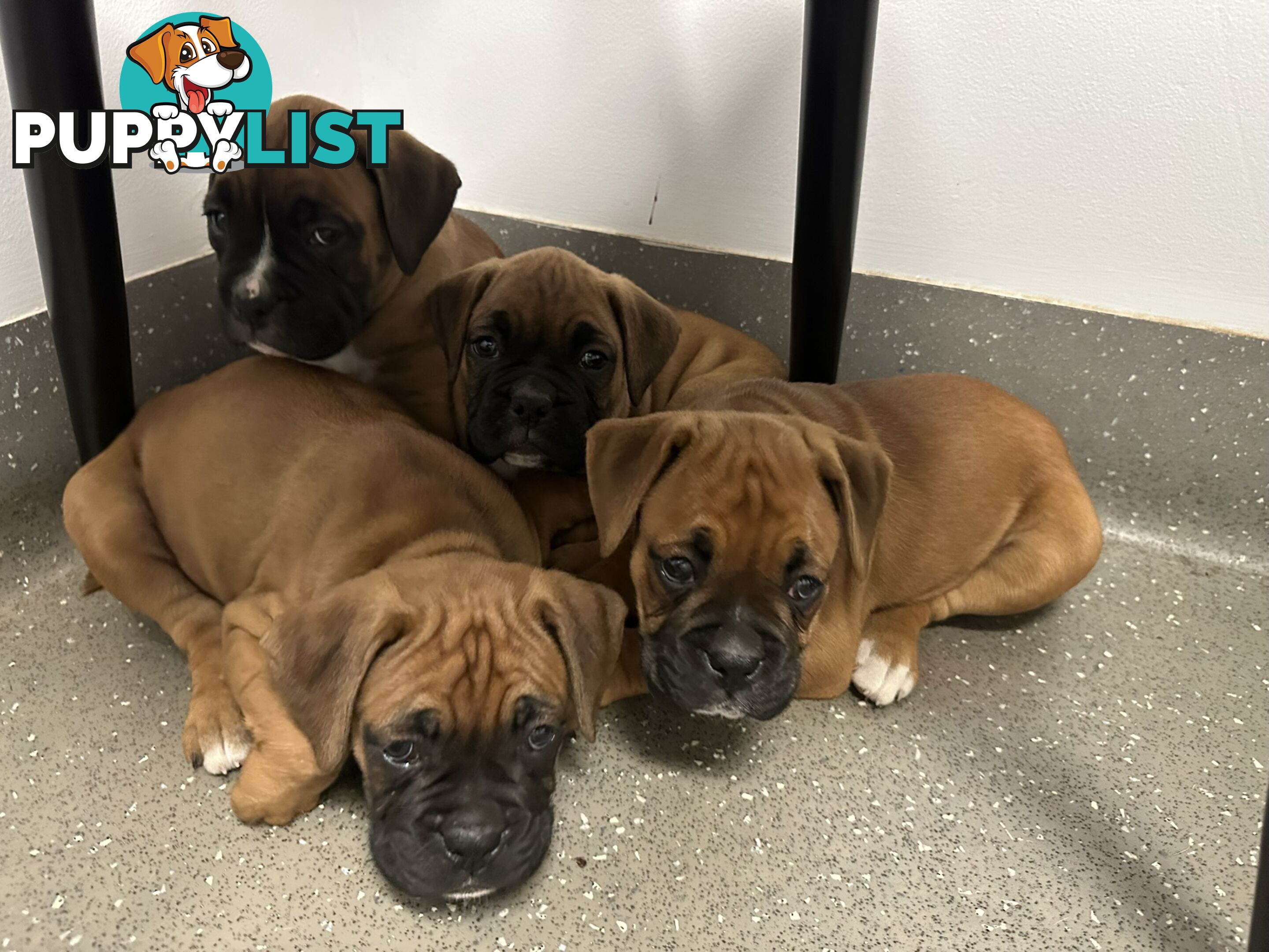 Fawn Purebred Bobtail Boxer Puppies - 2 Female/2 Male