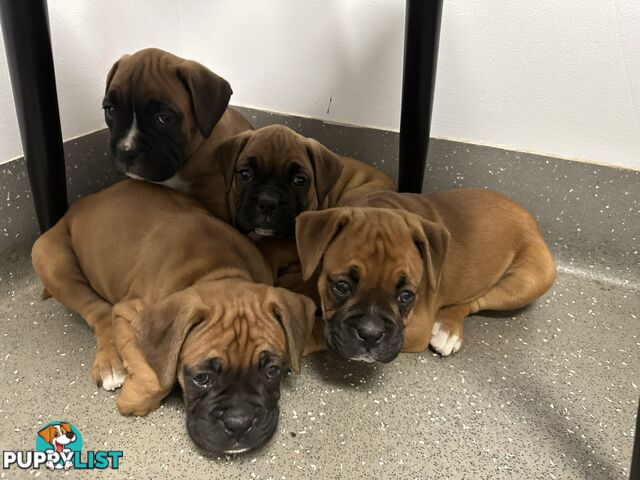 Fawn Purebred Bobtail Boxer Puppies - 2 Female/2 Male