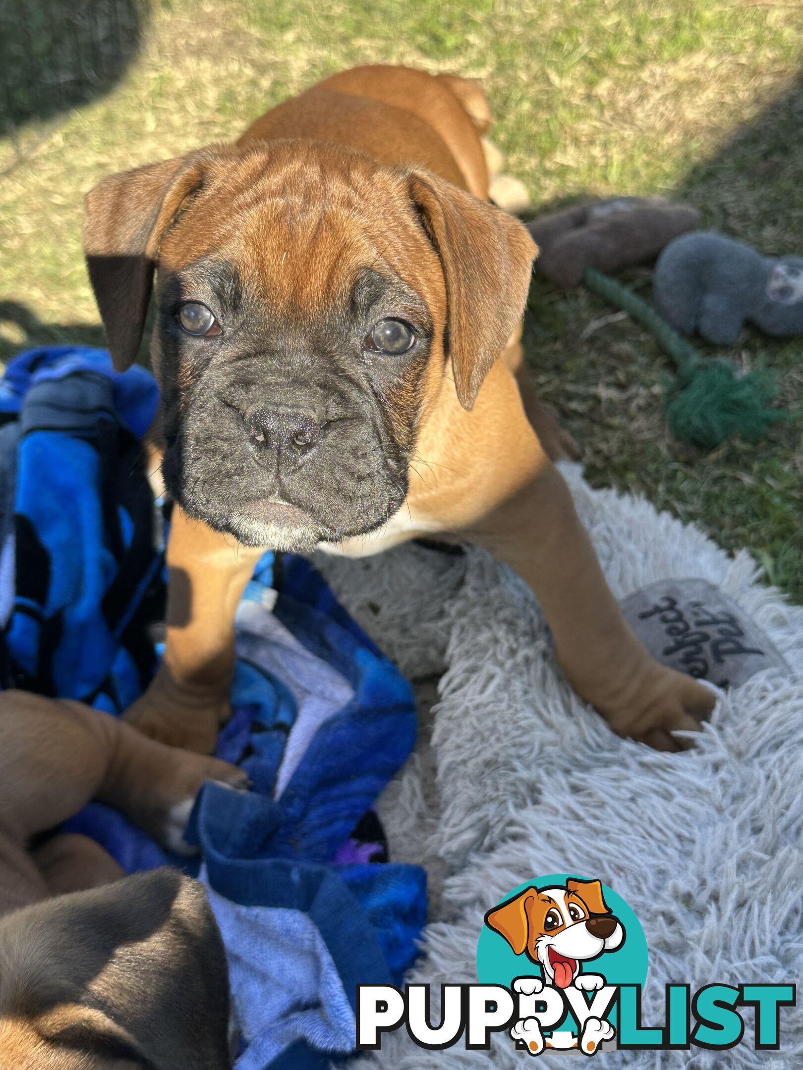 Fawn Purebred Bobtail Boxer Puppies - 1 female left