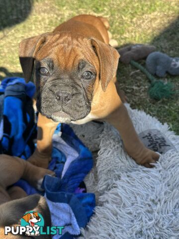 Fawn Purebred Bobtail Boxer Puppies - 1 female left