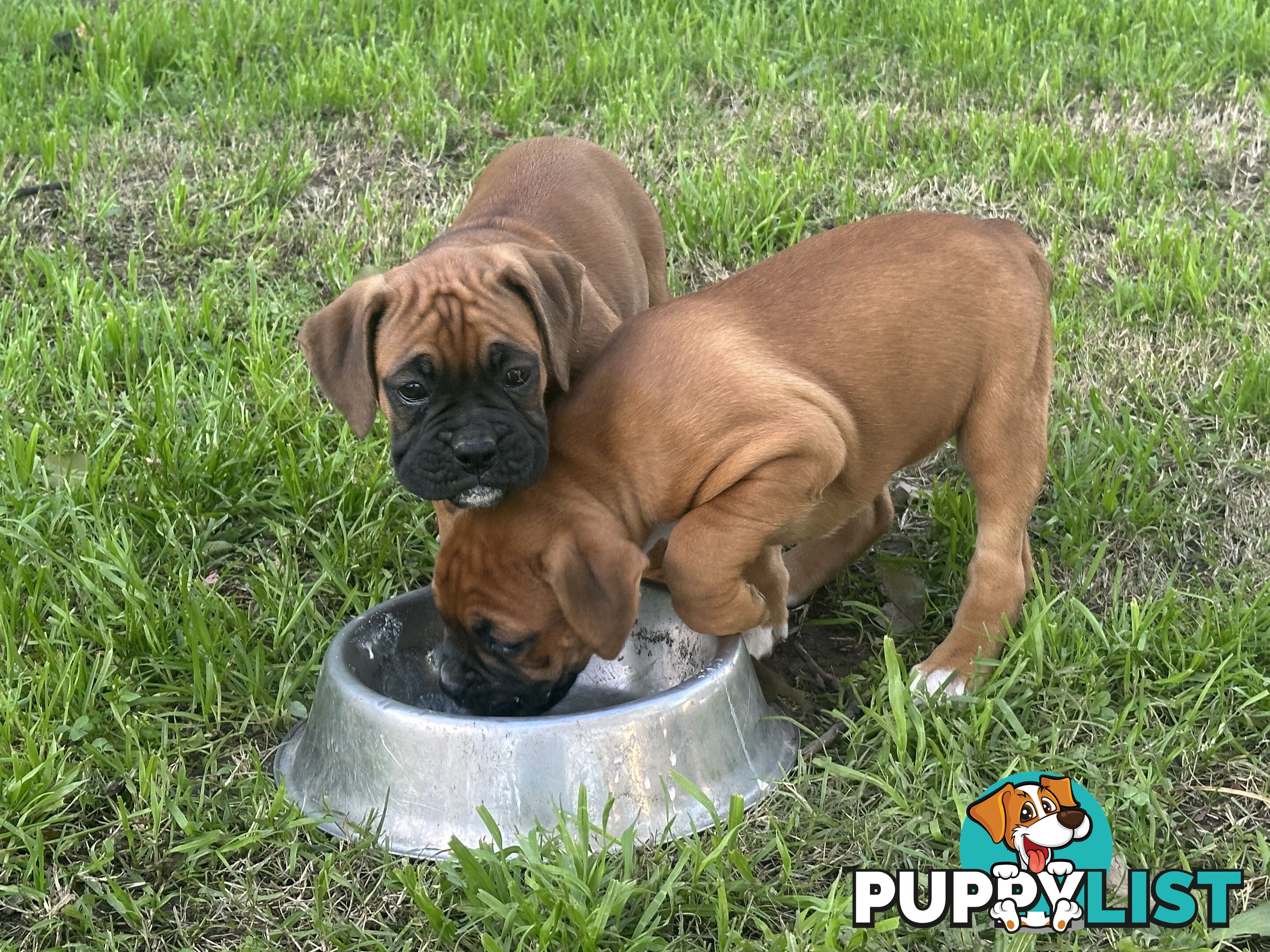 Fawn Purebred Bobtail Boxer Puppies - 1 female left