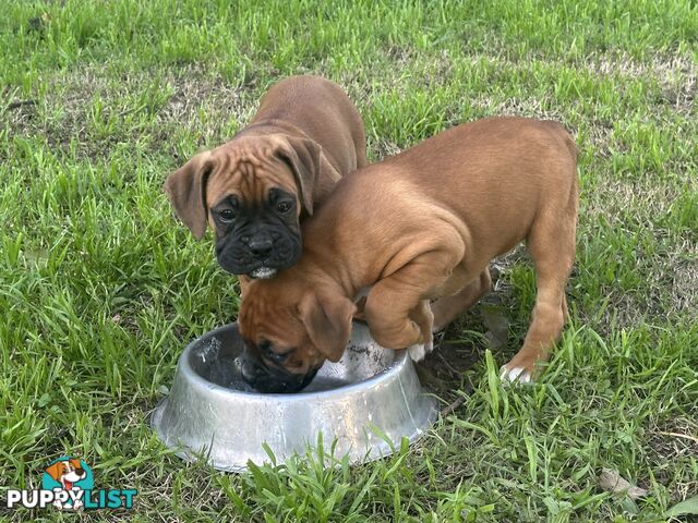 Fawn Purebred Bobtail Boxer Puppies - 1 female left
