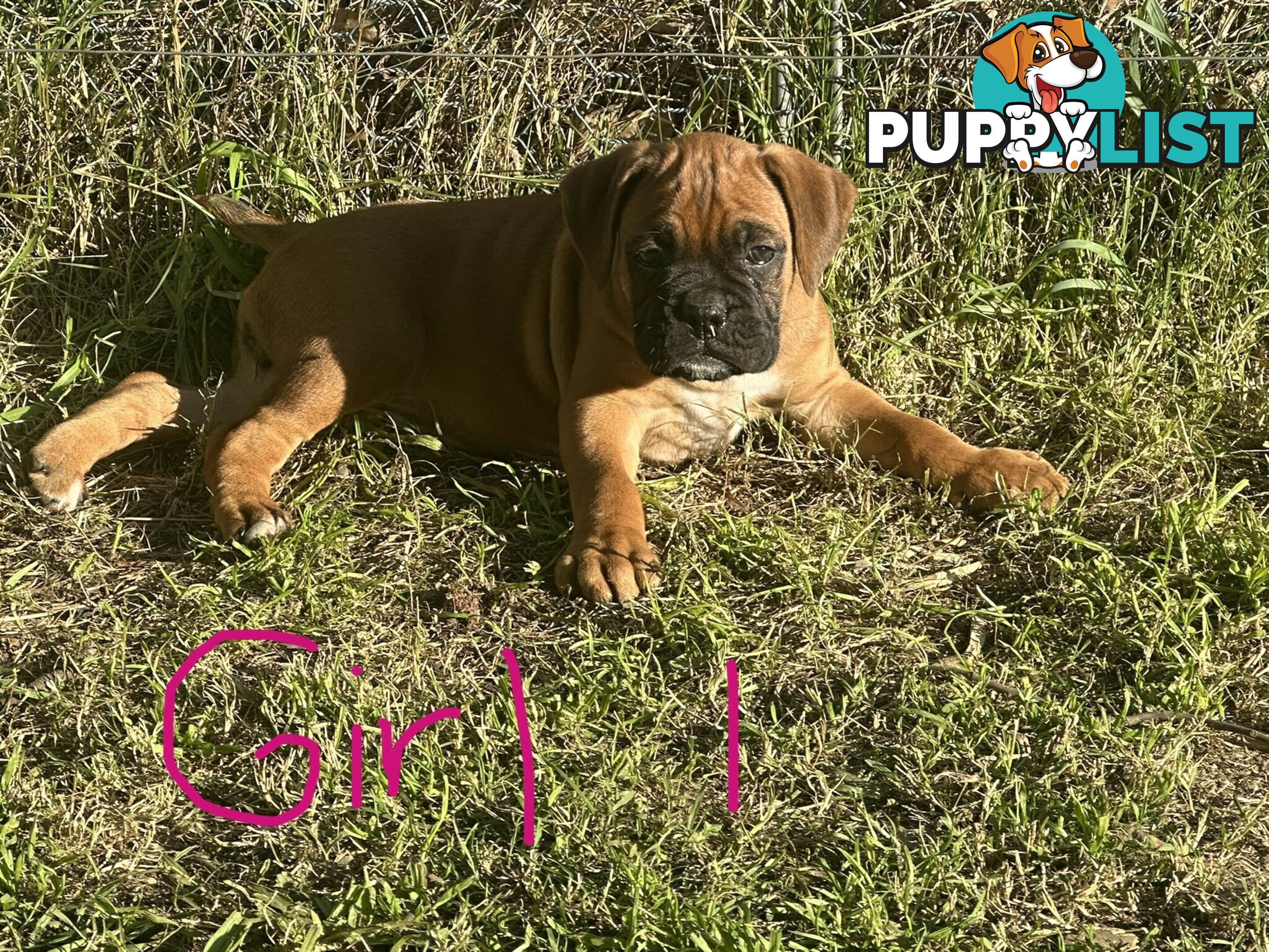 Fawn Purebred Bobtail Boxer Puppies - 1 female left