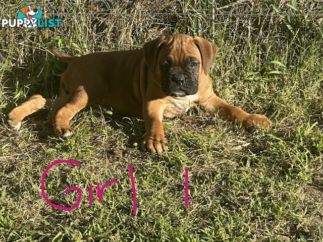 Fawn Purebred Bobtail Boxer Puppies - 1 female left