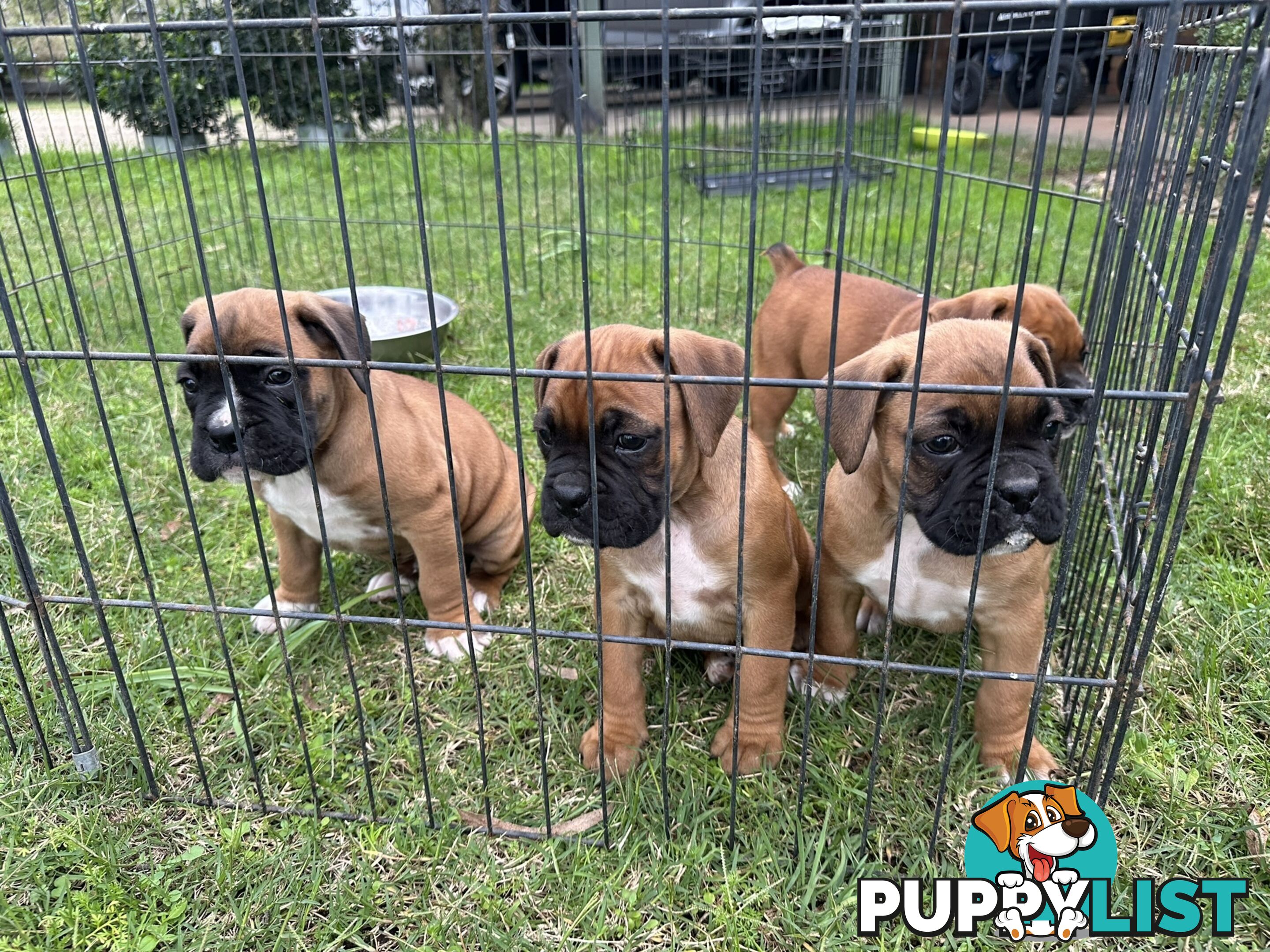 Fawn Purebred Bobtail Boxer Puppies - 2 Female/2 Male